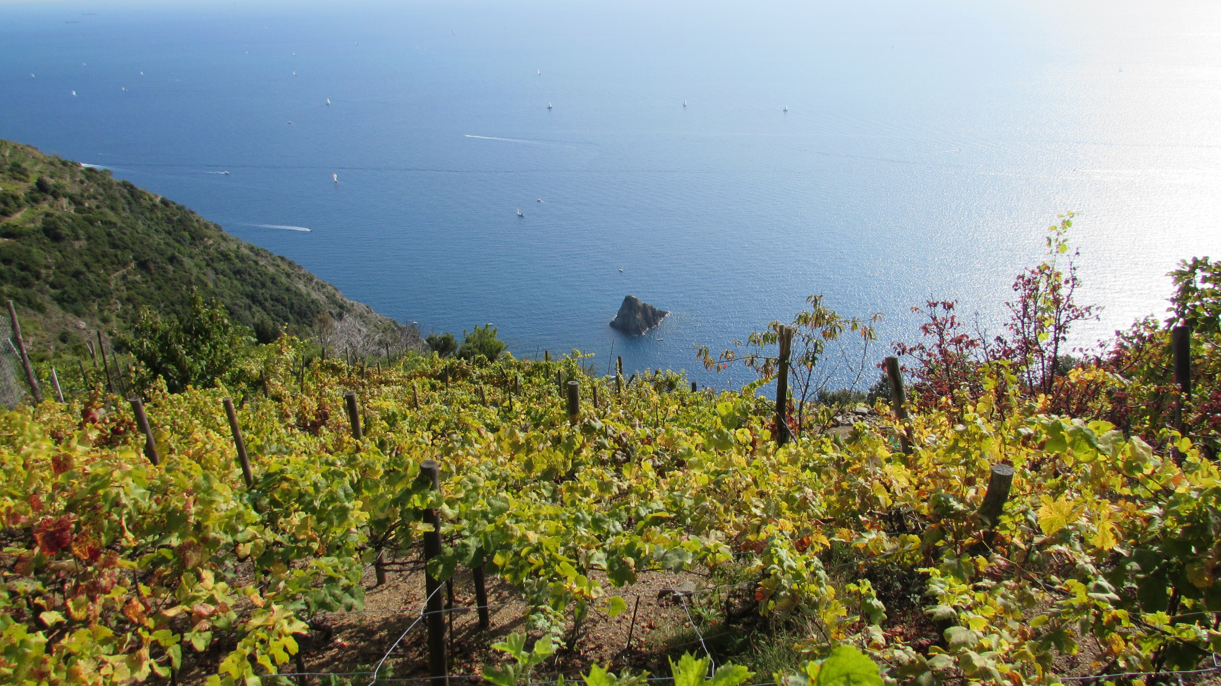 Cinque terre sciacchettrà, vino dolce ligure